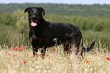 BEAUCERON 730